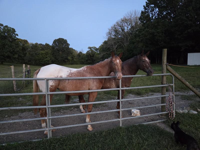 Pellets are uniform in size and shape.  Very palatable, she loves this product!  I added a 20 oz cup along with her regular feeding once a day and increased to twice a day in the second week. Her hips filled in along with weight over her ribs that quickly