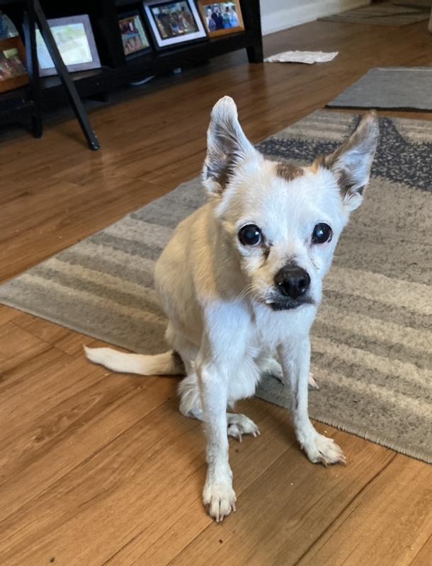 Our sweet senior girl.