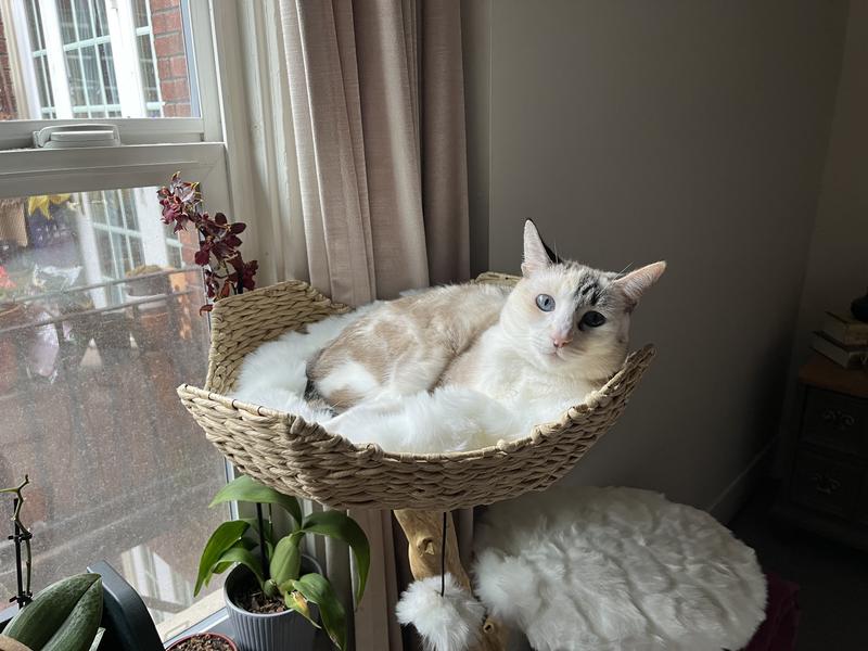 Nina enjoying her tree!