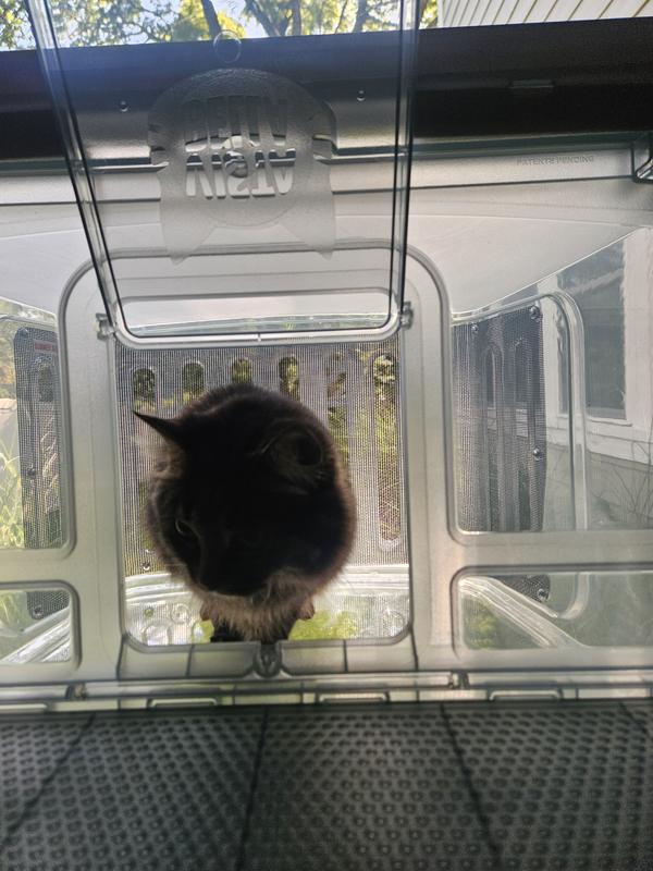 Our smallest cat making good use of the fresh air