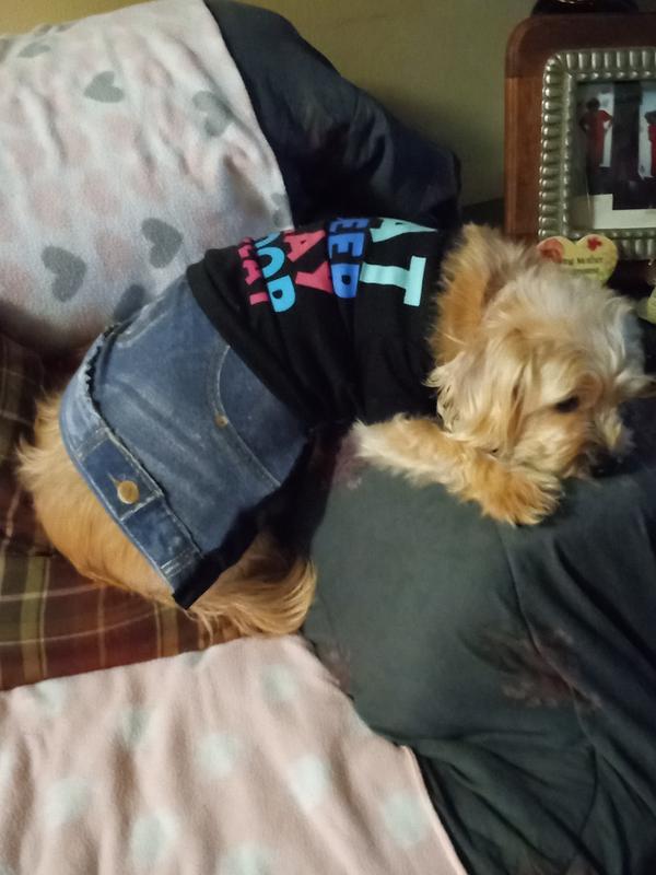 Diva dog
