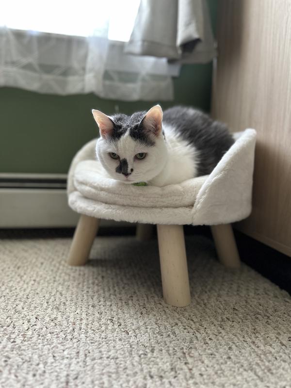 WISFOR Elevated Waterproof Nordic Stool Cat Bed, White, Large - Chewy.com