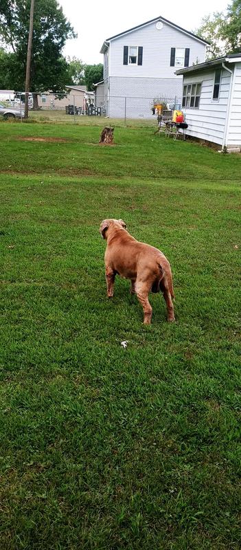 My enforcer enjoying his pest free yard.