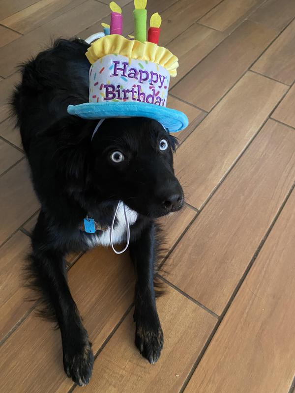 FRISCO Birthday Cake Dog & Cat Hat, Medium/Large - Chewy.com