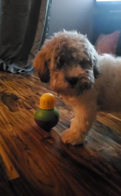 Starmark Treat Dispensing Bob-a-Lot interactive dog toy review