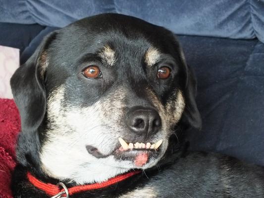 BOOBOO II, a very special sweetheart.