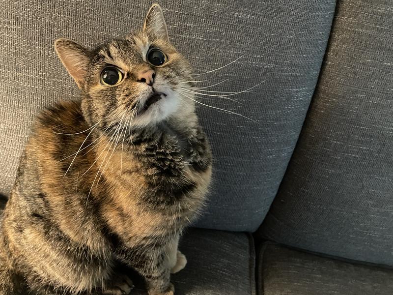 Feeling loved in her new forever home!