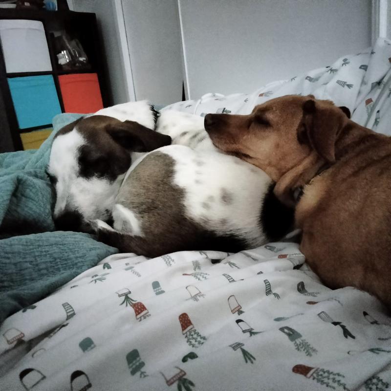 Ginger & Cass snuggling