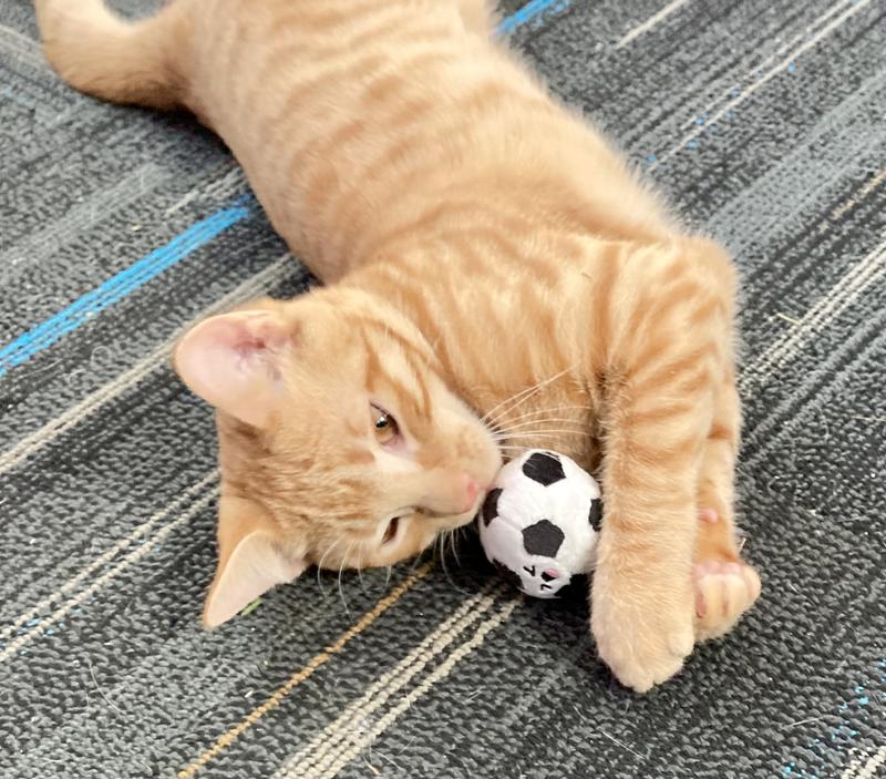 Taz hugging the soccer ball.