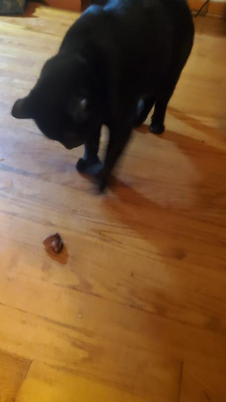 Still thinking about it. But none of the cats threw up so that is a 5 star approval