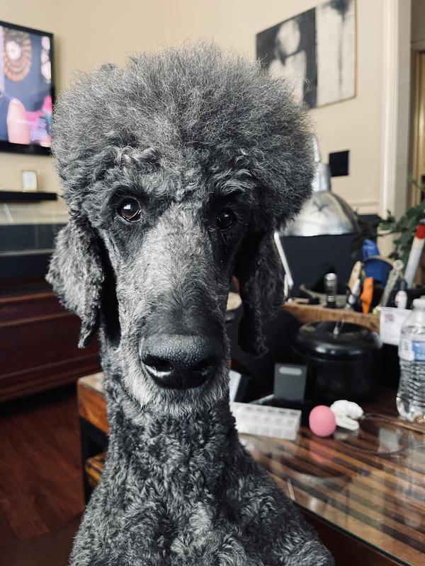 BUSY BONE Rollhide, LongLasting Large Dog Treats, 2 count pouch