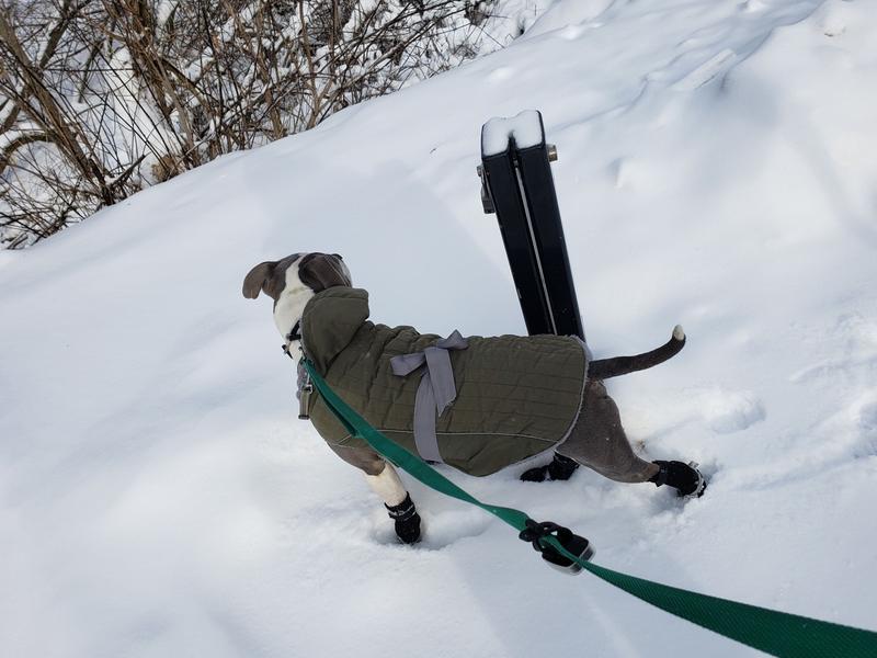 MUTTLUKS Deluxe Winter Dog Boots with Waterproof Fabric, 4 Boots, Black