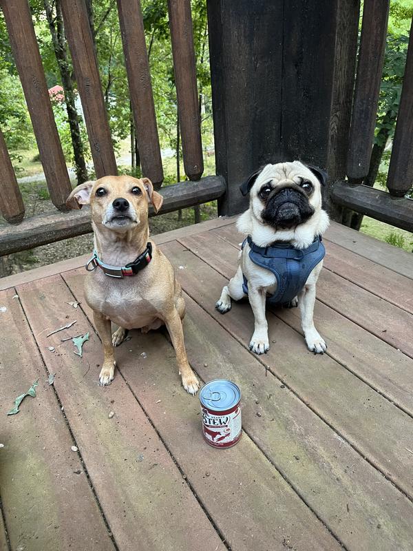 Jack (3) and Otis (3)