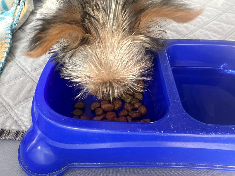 Chorkie loved it and was looking for more