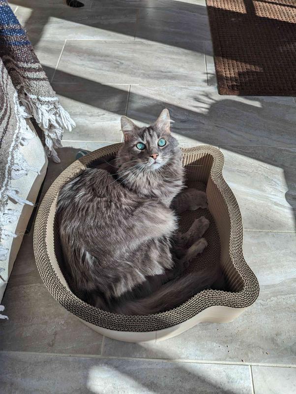 NECOICHI Cat Head Scratcher Bed, Regular