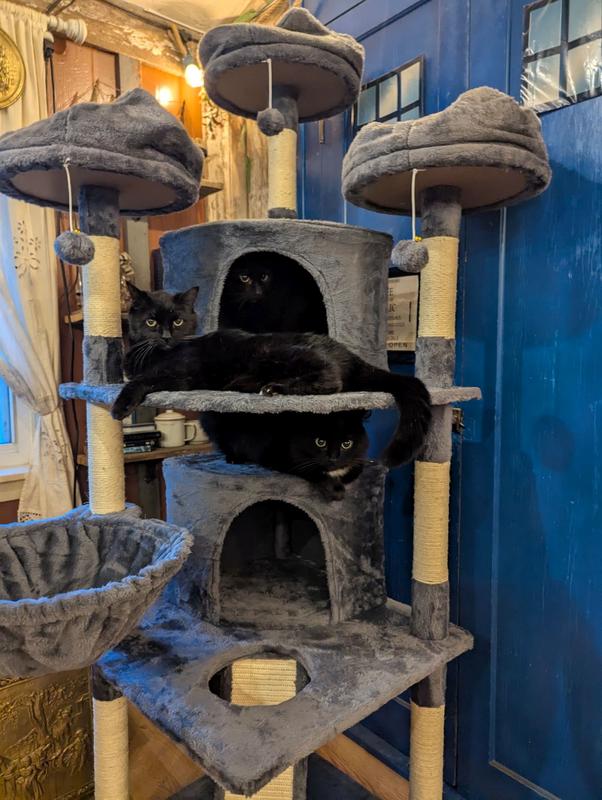 Three of my cats exploring after it was assembled.