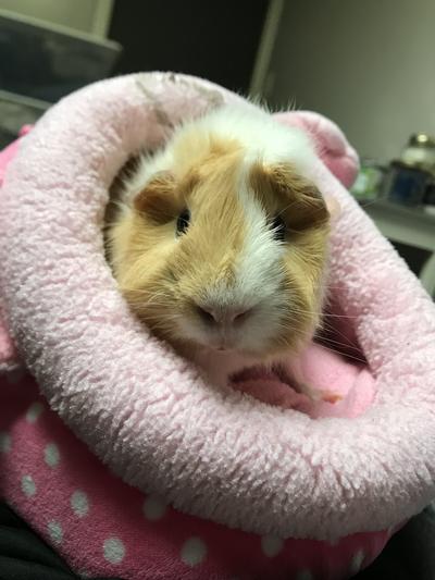 Guinea pig nail hotsell clippers pets at home