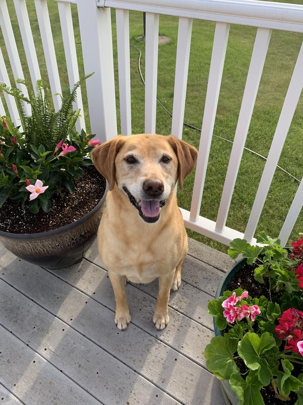 How we choose to remember her, happy, loving, and peppy 🥰