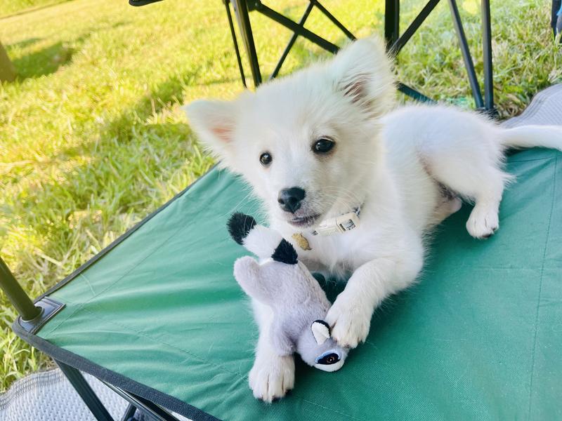 The adorable smelly puppy