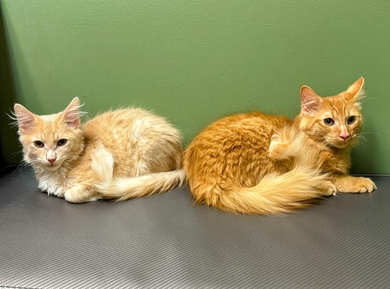 Bert and Ernie who eat Wellness Core kitten food