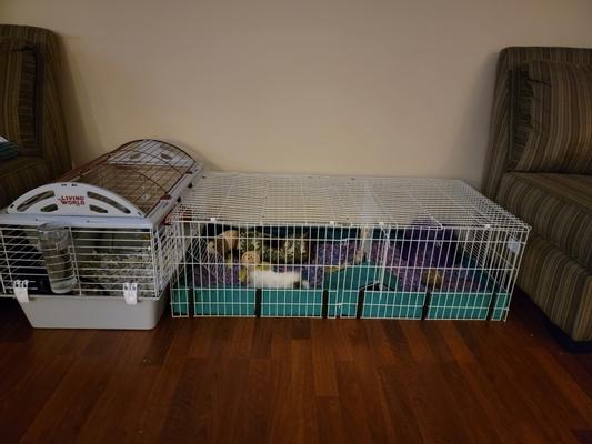 Midwest Guinea Pig Habitat