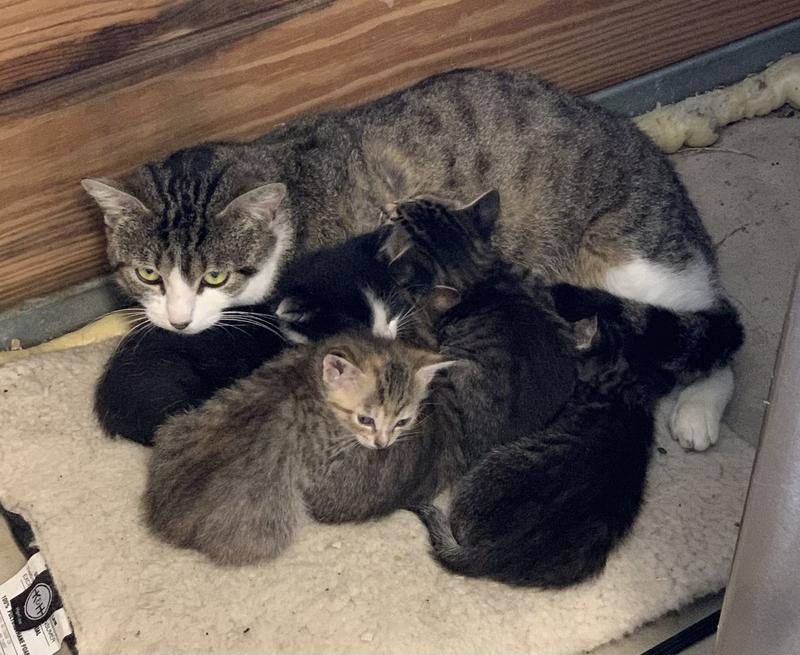 A happy family