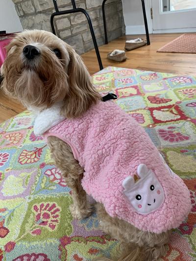 Claire the Cavapoo in her unicorn Sherpa.