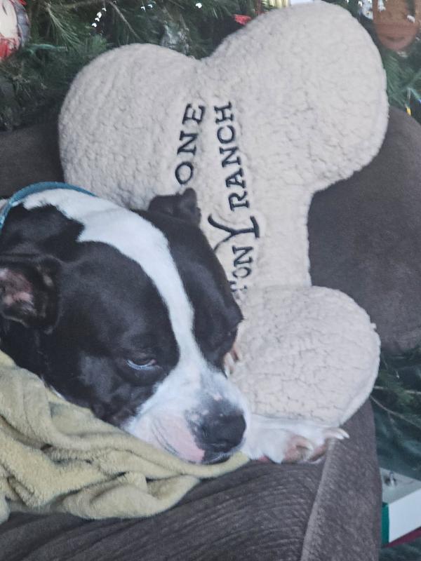 Luna's Dreamy New Toy