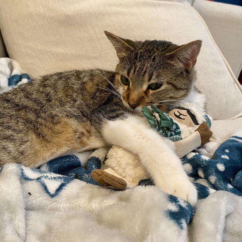 Temporarily Unavailable FRISCO Holiday Fa La La Llama Plush Kicker