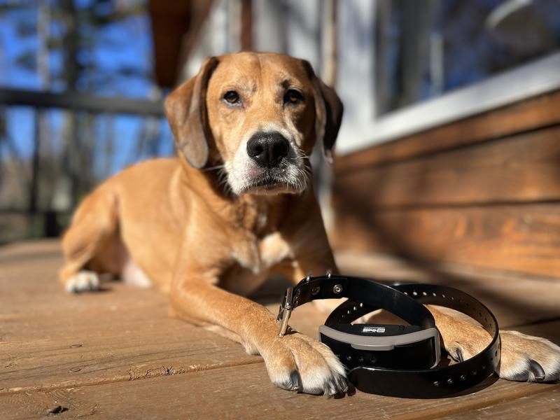 It is not a small collar. This guy is 40lbs.