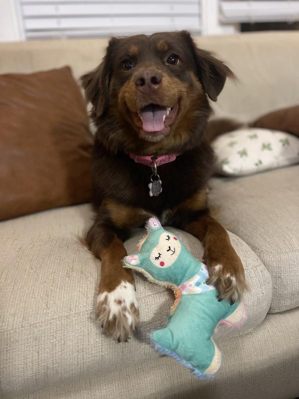 Size comparison to adult shoe