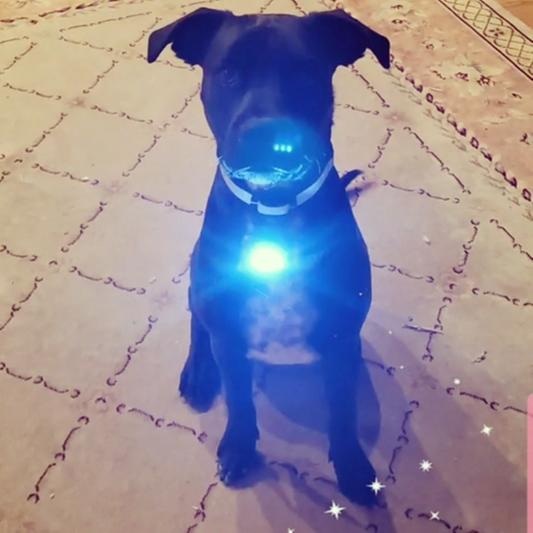 Puplight 2 best sale