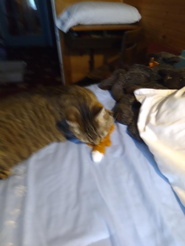 Bilbos' 1st day with us and his Squirrel.