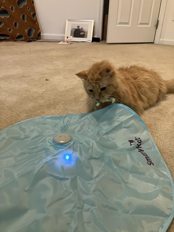 Hot pursuit cat toy best sale