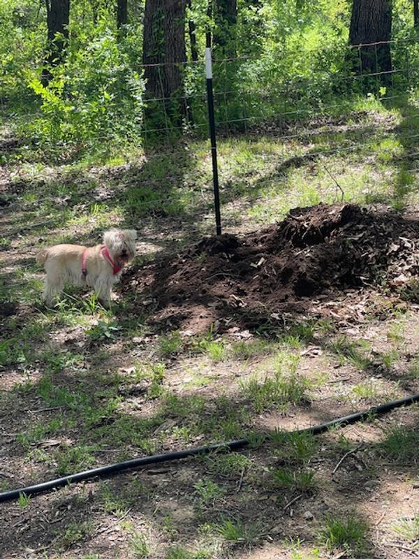 Our backyard battleground - dense woods that breed ticks and fleas - featuring two of our four fearless pups on patrol.