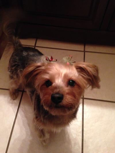 Jazzy waiting patiently for her Purina Dentalife treat.