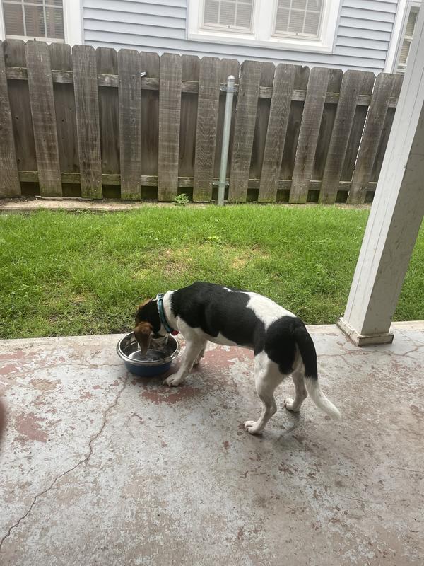 Here he is now, having treats for dessert after a hearty supper of The Farmer’s Dog food!