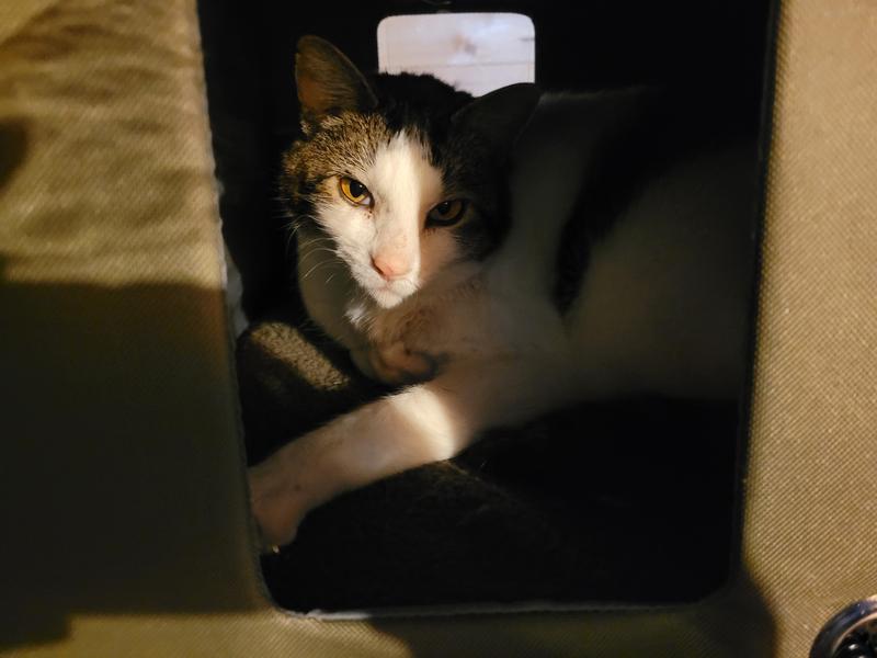 Cookie loves his heated house!