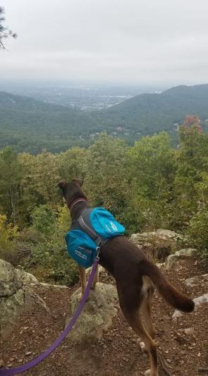 Outward Hound DayPak Blue Dog Saddleback Backpack, Large–