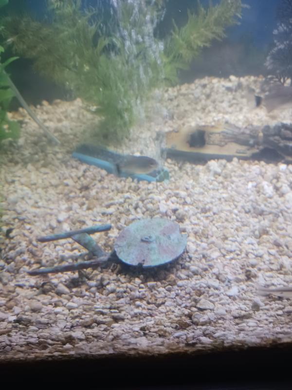 Star trek fish tank decorations sales