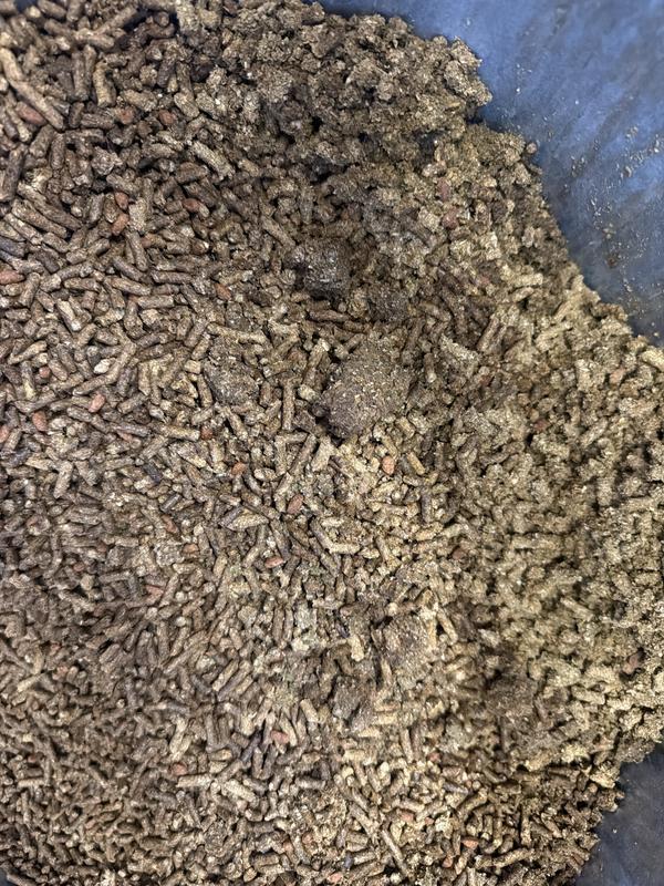 Rancid horse feed