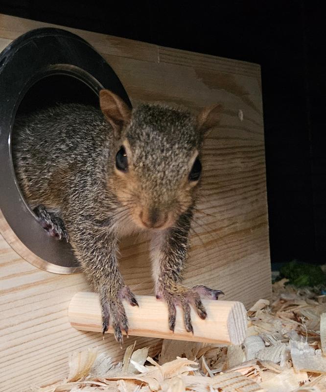 Day One, nesting box, pre-release