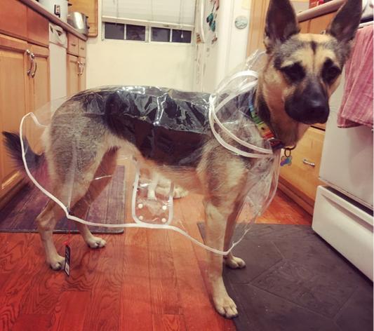 The paw wag company clear hot sale dog raincoat