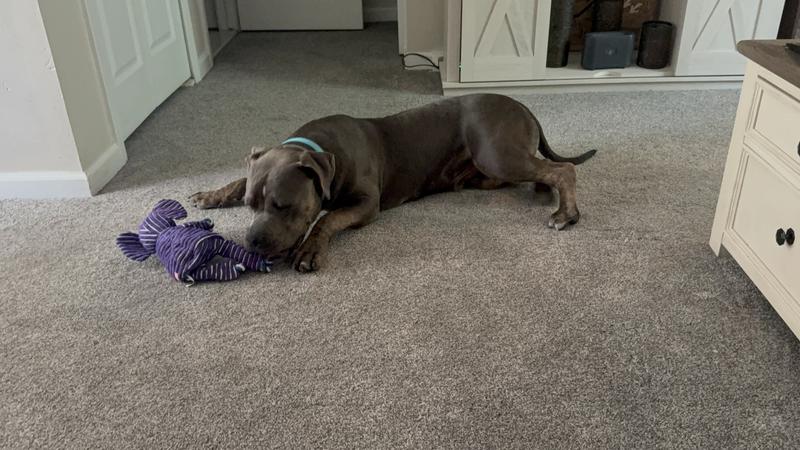 Mooch and his elphant