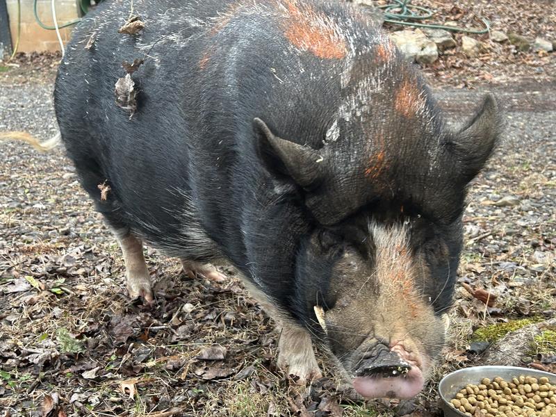 Gordy 'pot bellied' pig