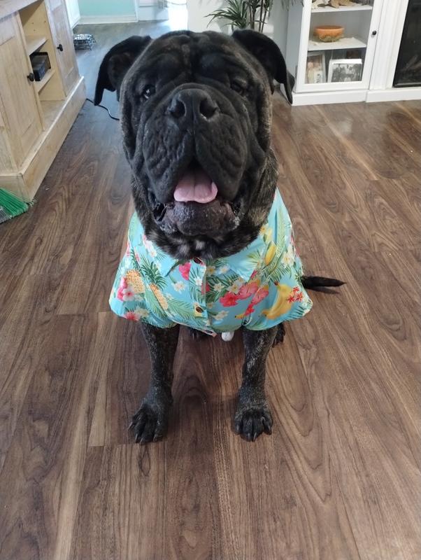 FRISCO Pineapple Hawaiian Camp Dog & Cat Shirt, X-Small - Chewy.com