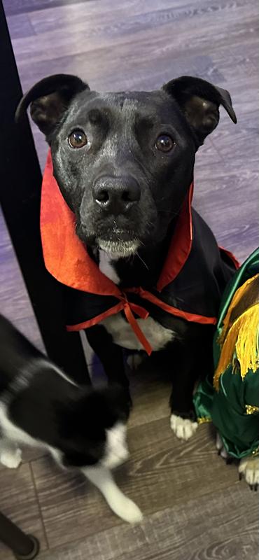 Confident Vampire Boy