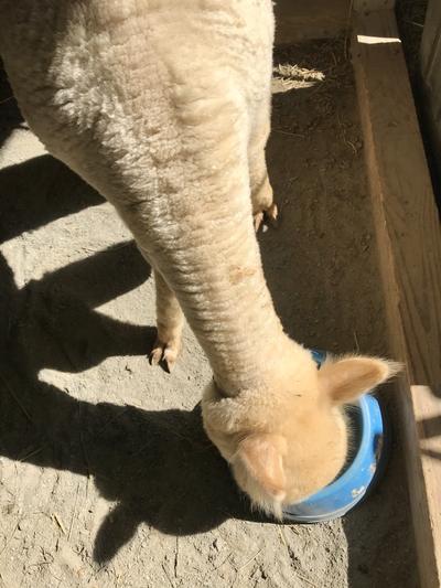 Eating his Alpaca feed and loving it!