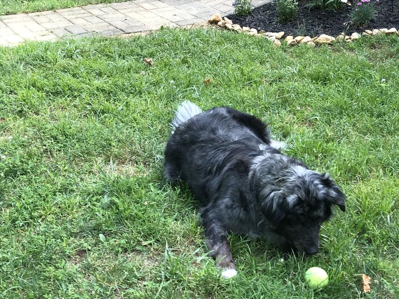 Gillee just loves her tennis balls. She will tirelessly catch them and bring them back to you and lay the ball right between your feet