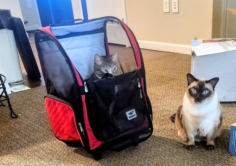 Wrong cat loving it!